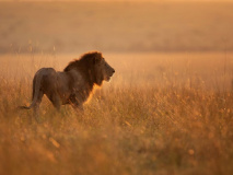 Lion dans le Masai Mara