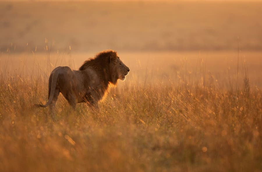 Lion dans le Masai Mara
