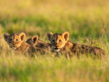 Parc National Amboseli