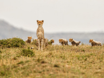 Parc National du Masai Mara
