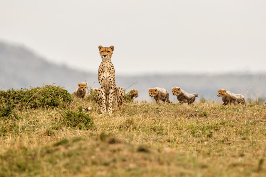 Parc National du Masai Mara