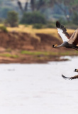 oiseau-samburu-reserve