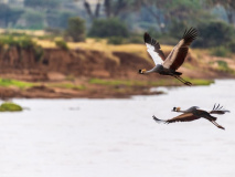 Oiseaux dans la réserve de Samburu