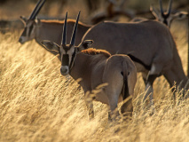 Oryx