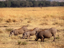 Phacochères Kenya