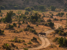 Rhinocéros au Kenya