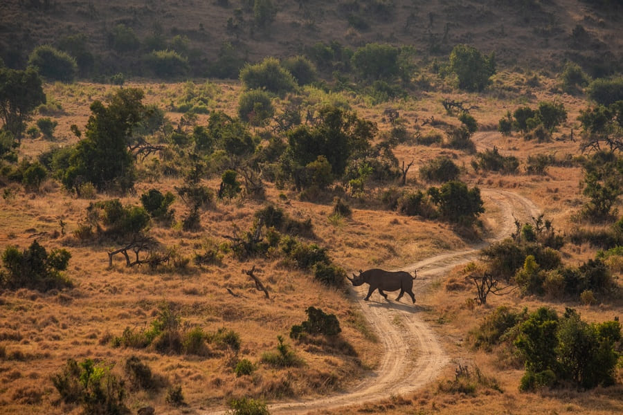 Rhinocéros au Kenya