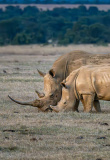 rhinoceroskenya