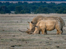 Rhinocéros au Kenya