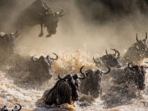 Gnous dans le Masai Mara