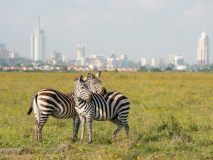 Zèbre à Nairobi